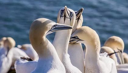 惊魂一夜！伯恩茅斯惨遭逆转，樱桃军团保级路道阻且长