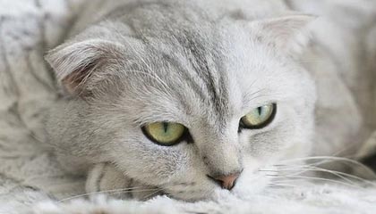 憾平伯恩利：一场未能改写的平局，一次对胜利的深刻解读