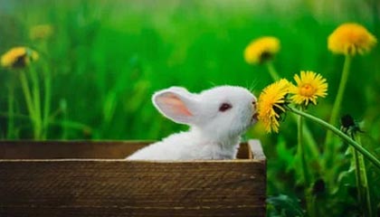 橙色风暴席卷全球：荷兰运动健儿，荣耀之巅的闪耀篇章